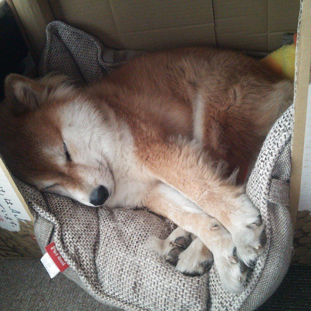 红土之外的加冕礼，当戴维斯杯绝杀温网，纳达尔统治全场