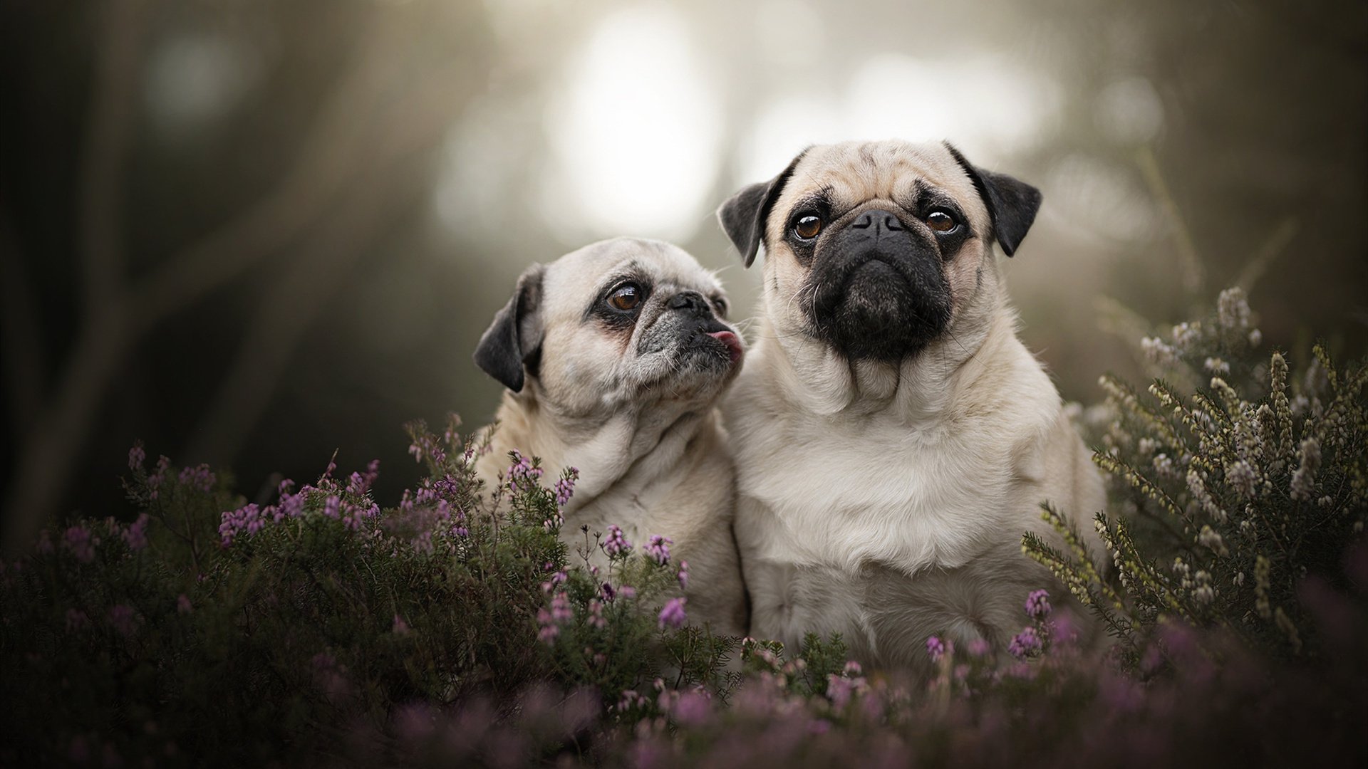 两种冲刺,一种光芒,当险胜邂逅纪录