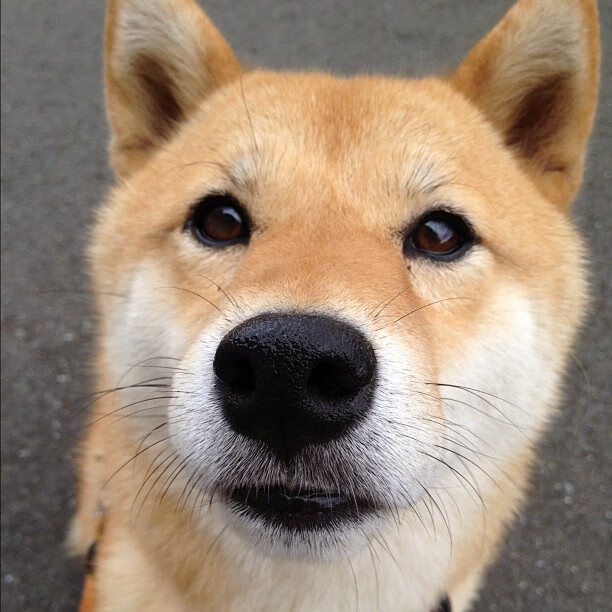 爱游戏在线-铁血灰熊险破南境，库里三分独耀史册