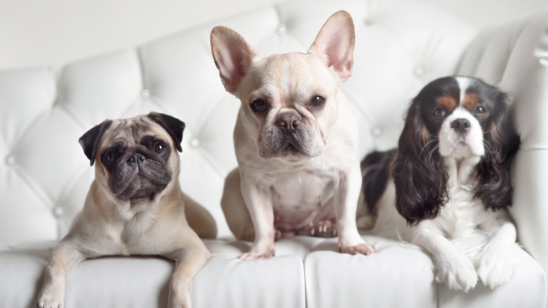 爱游戏在线-赛博斗牛，雷诺钢铁巨兽与哈斯荆棘之刺的缠斗，皮亚斯特里点燃新世代战火