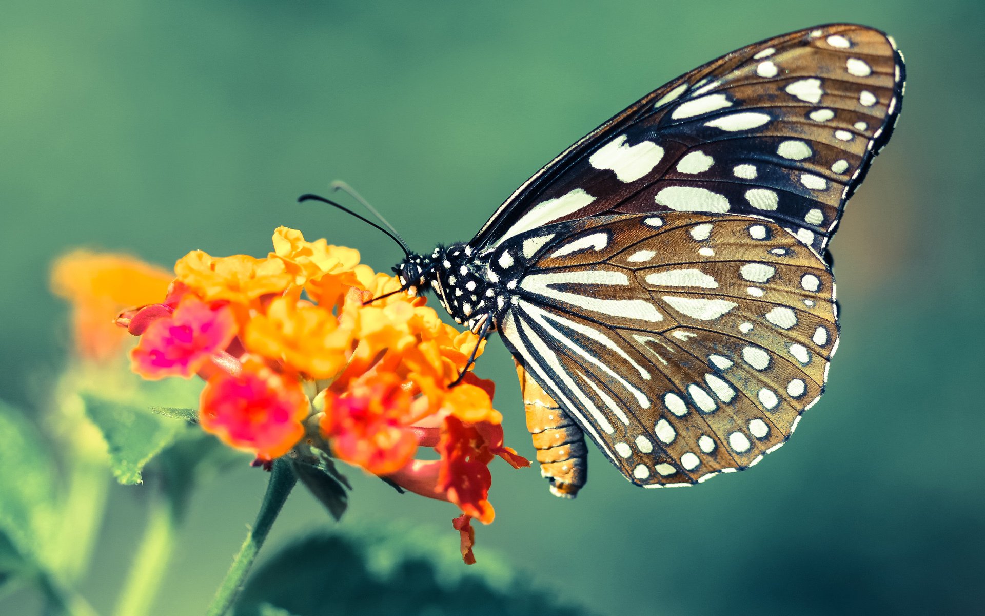 橙衣风暴与安联之殇,蒂亚戈那一脚命运的回旋