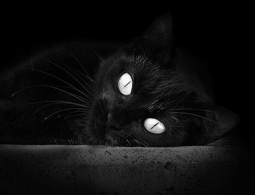 NBA与CBA的奇异交汇，约基奇在猛龙对上海一战中展现降维打击