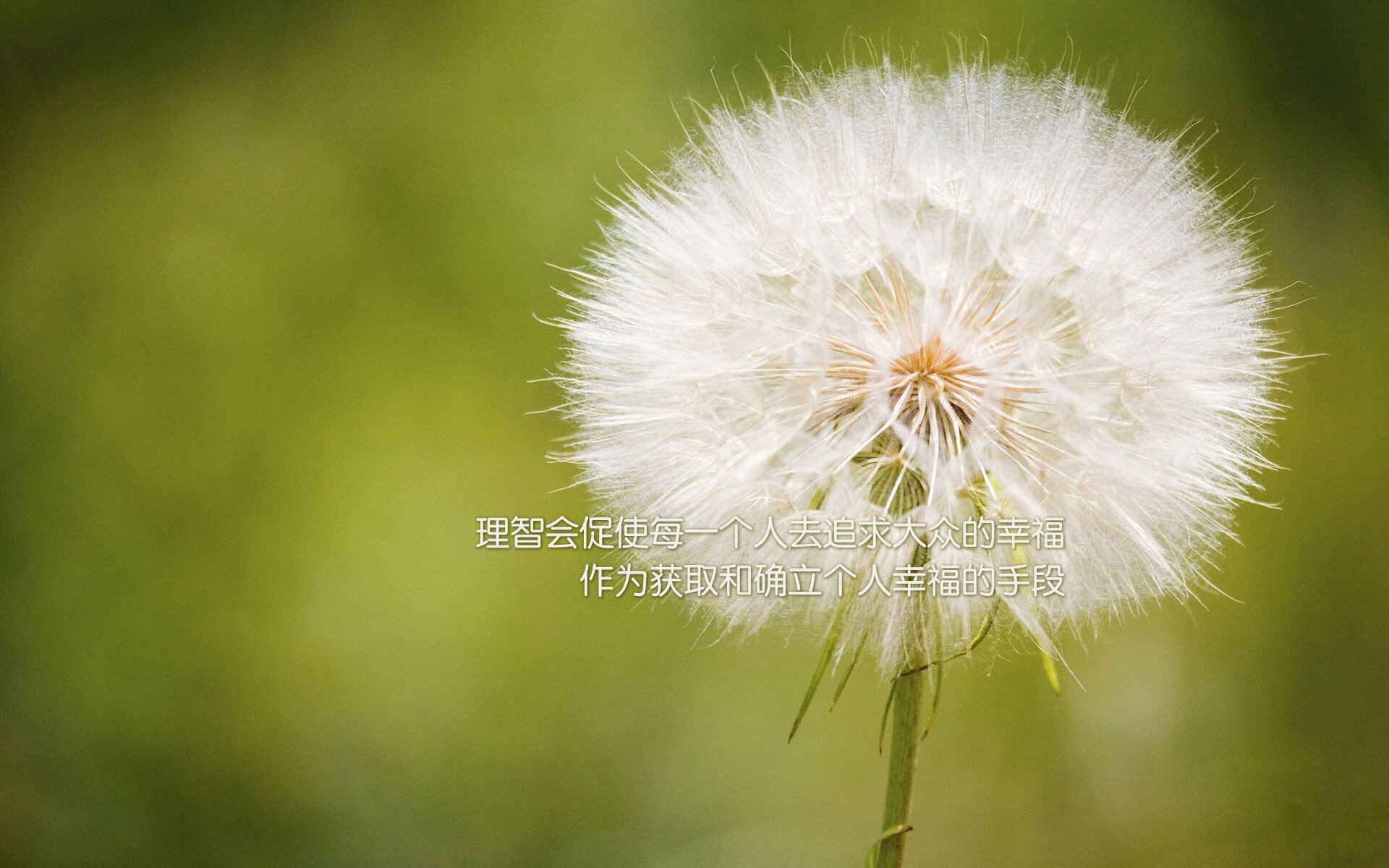 红龙烈焰焚坚盾，郁金香盛放废墟上—当威尔士的炮火轰开葡萄牙，范戴克于美加墨加冕为王