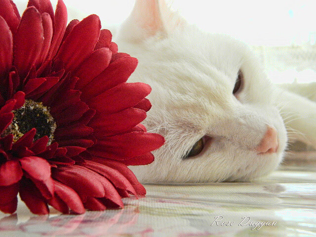 末节风暴!西亚卡姆11分+绝命助攻 猛龙窒息防守锁死太阳三巨头