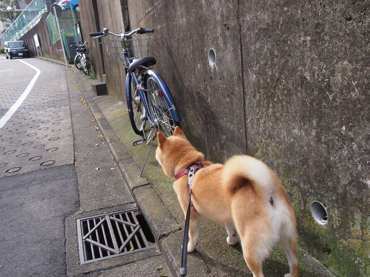 从冷门到奇兵，阿尔及利亚的战术魔术师—马丁内利如何惊艳四座