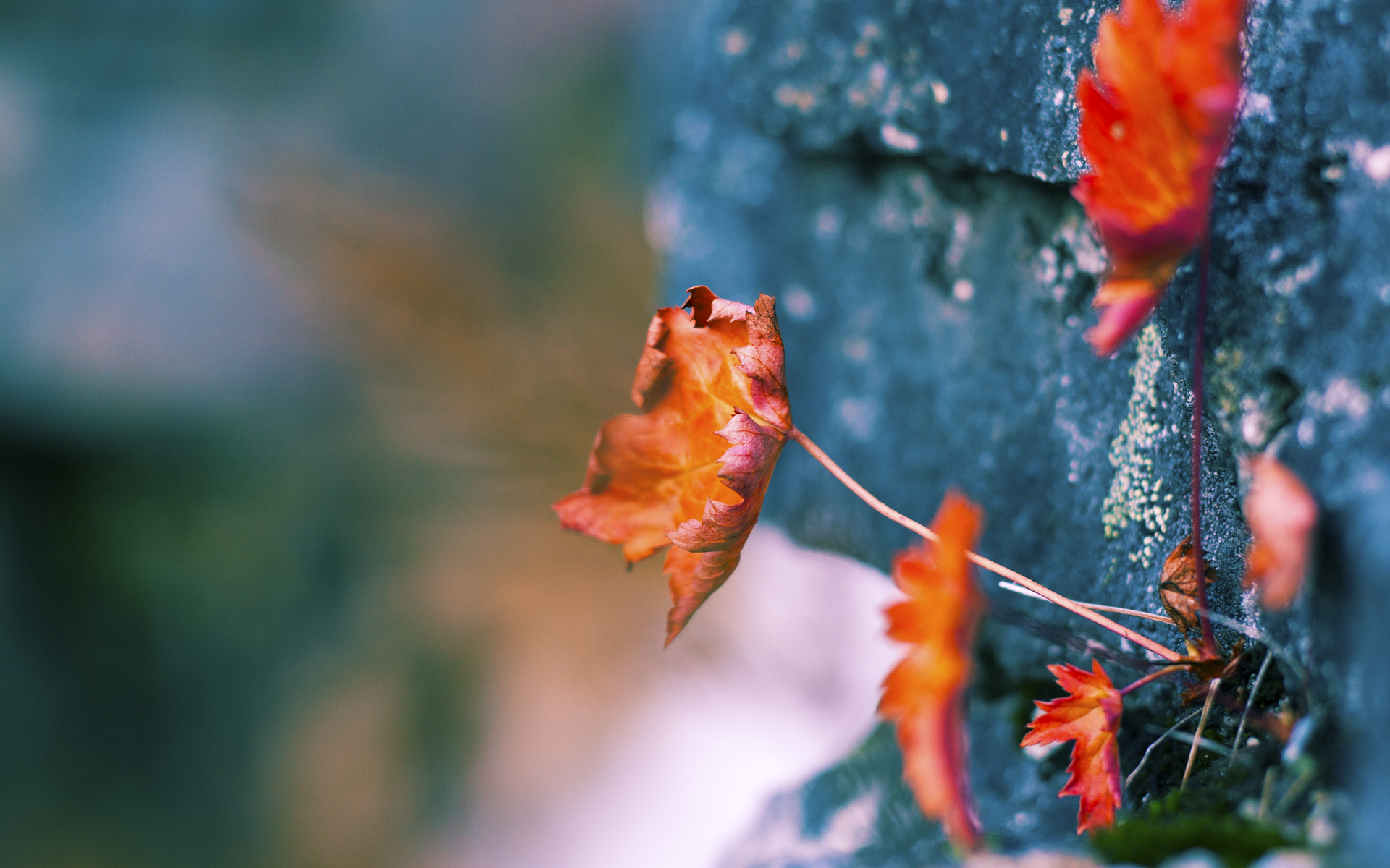 爱游戏官网-火箭连败止于守得云开见月明，福克斯的压制级发挥是唯一解药