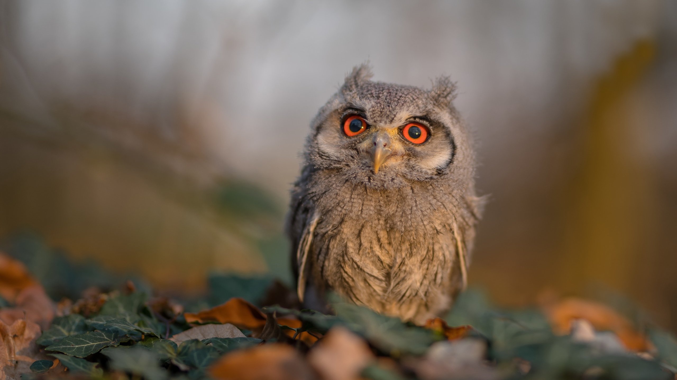双重引擎,德里赫特的赛道征伐与绿茵公式