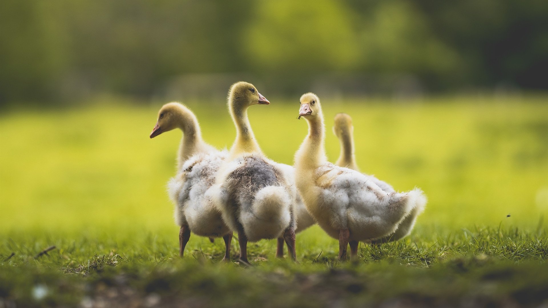爱游戏APP-三分雨破铁壁！深圳队火力压制辽宁队，字母哥成关键巨神兵