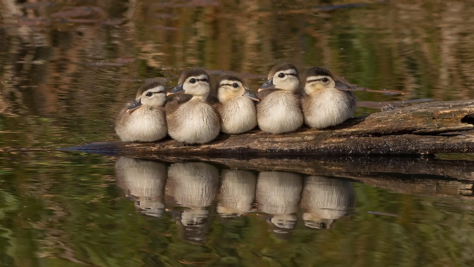 爱游戏在线-绿茵交响曲，格列兹曼以攻防两端统治土耳其与哥斯达黎加之战