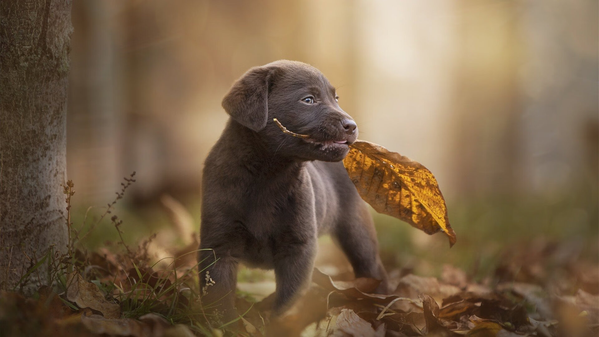 街道暗夜中的绝对统治，基米希让对手无解的赛道艺术