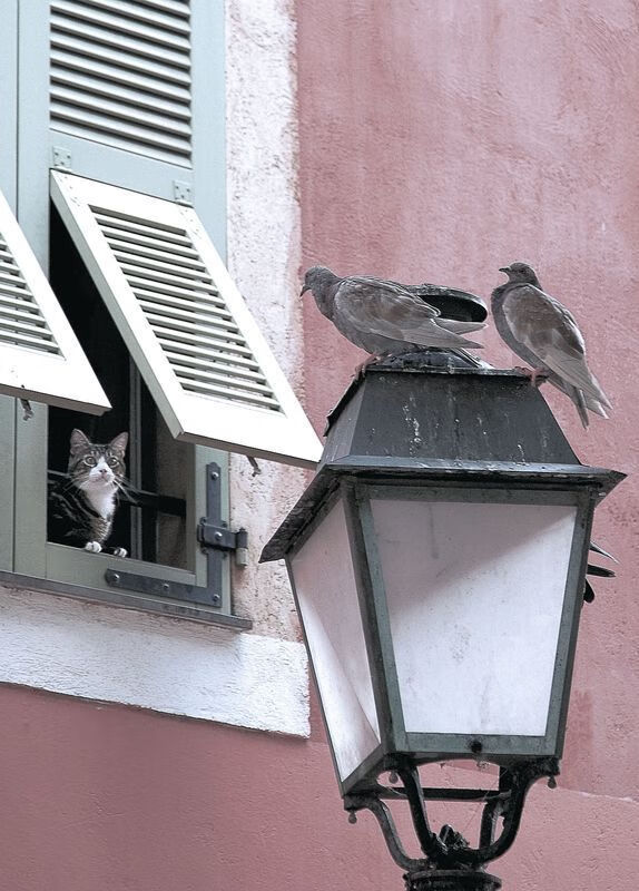 孤胆与群山，保罗在独行侠对阵森林狼的焦点战中重新定义证明