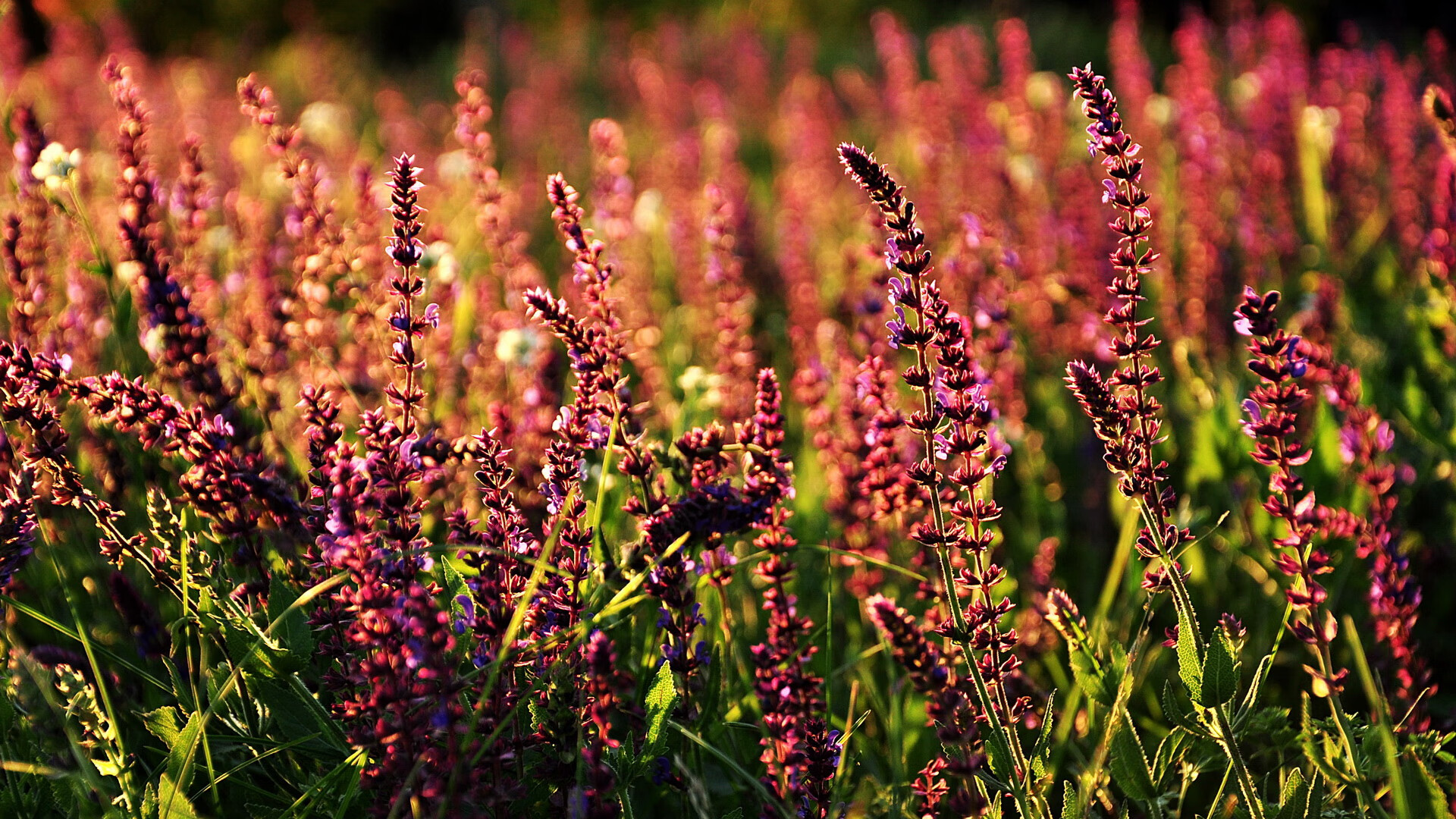 金色梦想的预演，卡拉斯科斩落银河战舰，奥运周期前夜的自我正名