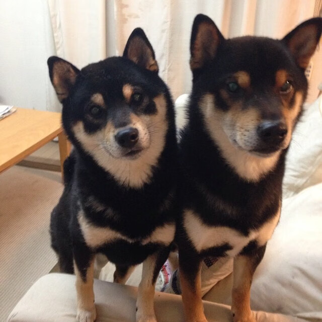 篮球的进化论，鹈鹕翅膀划过天空，莫兰特踩下进化油门