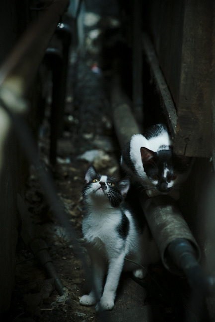 独家披露，绝境奇兵字母哥，尼克斯的48小时神秘租借破灰熊铁阵