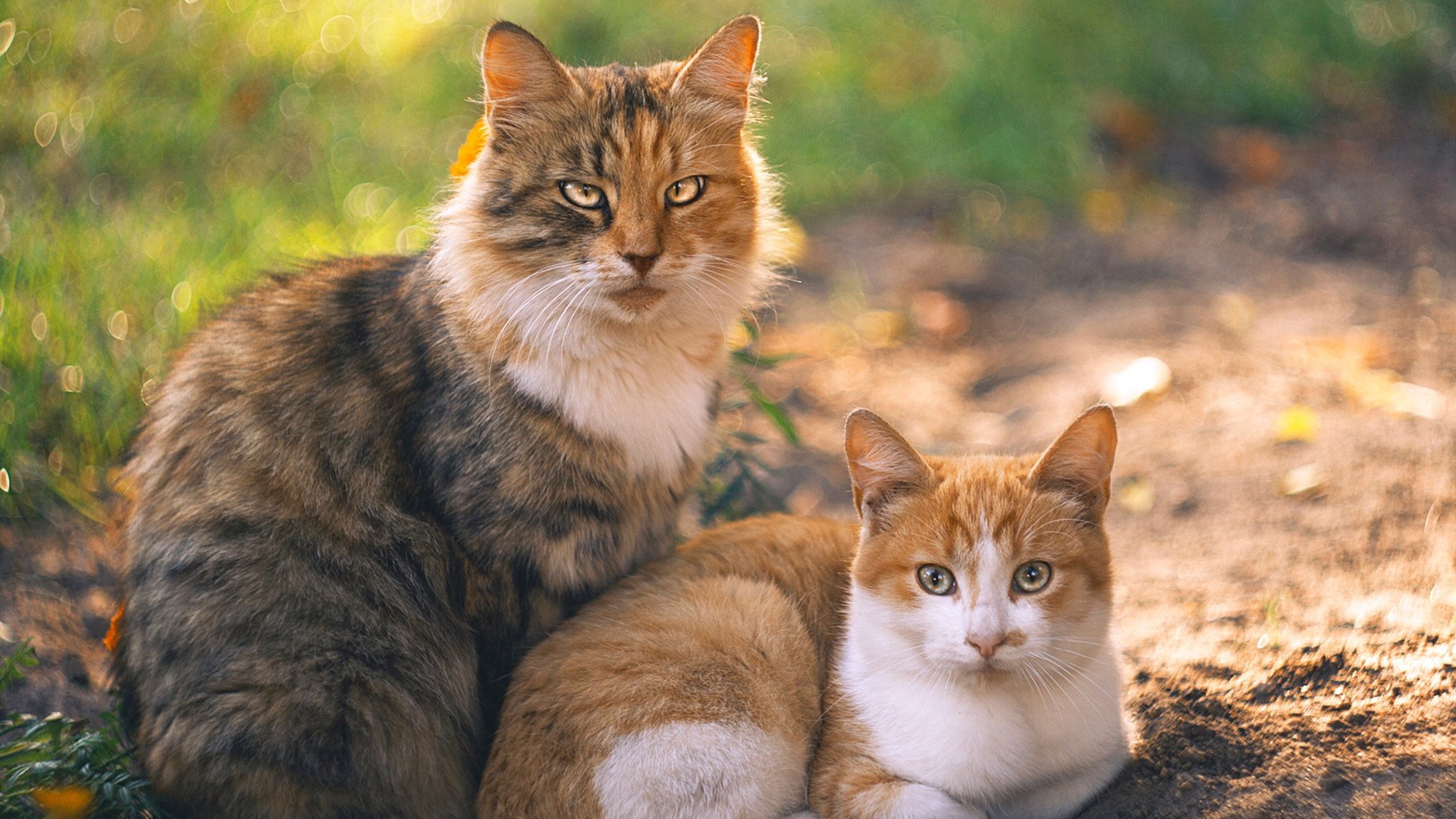 撕裂防守的艺术,维尼修斯在欧冠半决赛之夜交出经典答卷