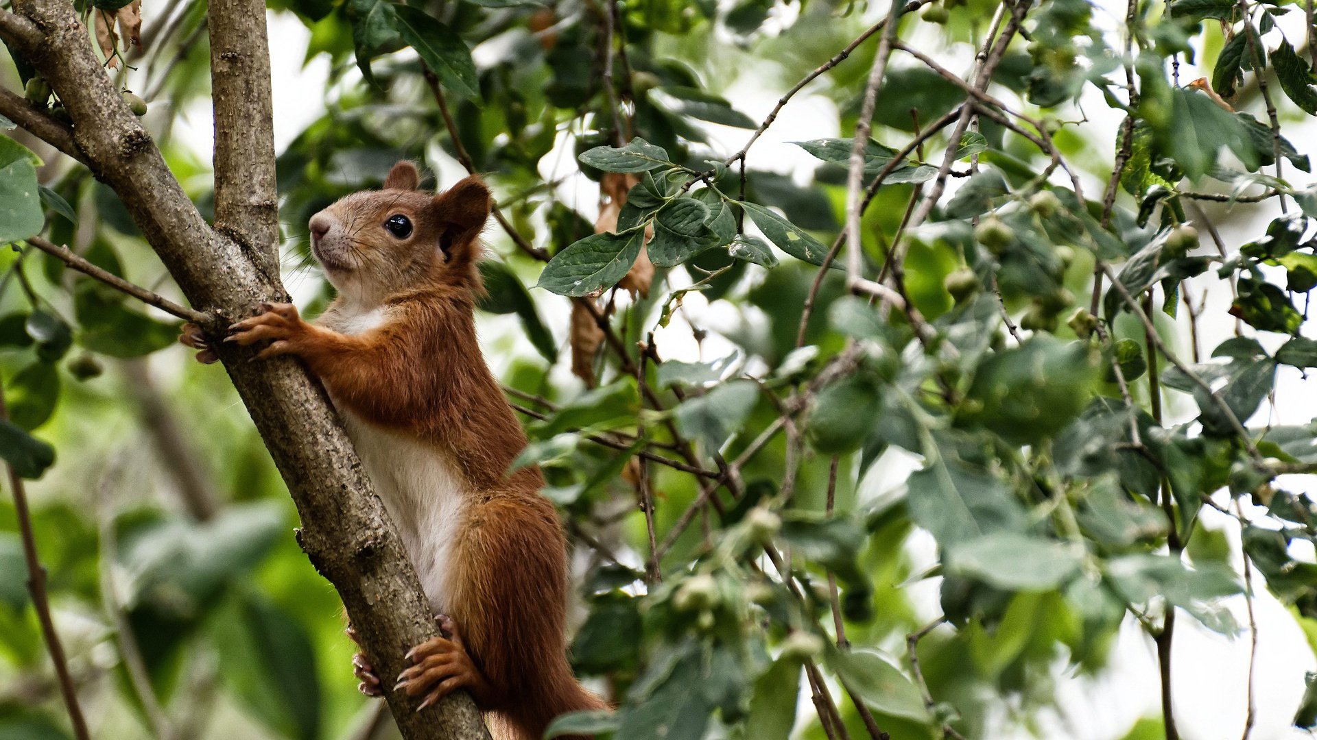 浙江青年军激战雷霆，文班亚马欧洲步征服NBA球星