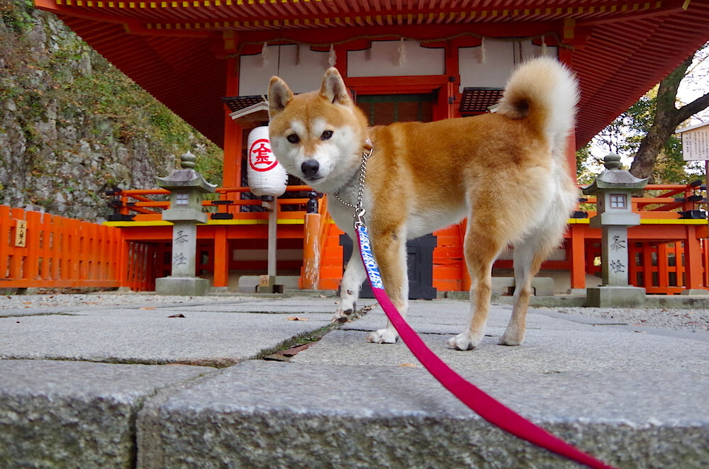 盾的哲学，当穆勒的稳定输出，遇上罗马的淘汰法则