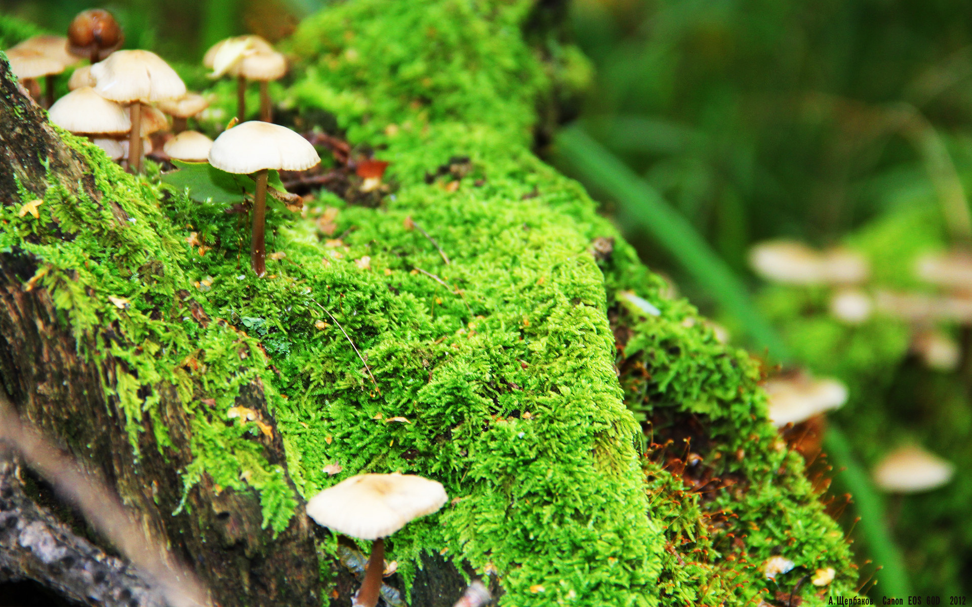 另类双城记,当曼联横扫威尔士时,莱万在芝加哥的钢铁丛林中接管比赛