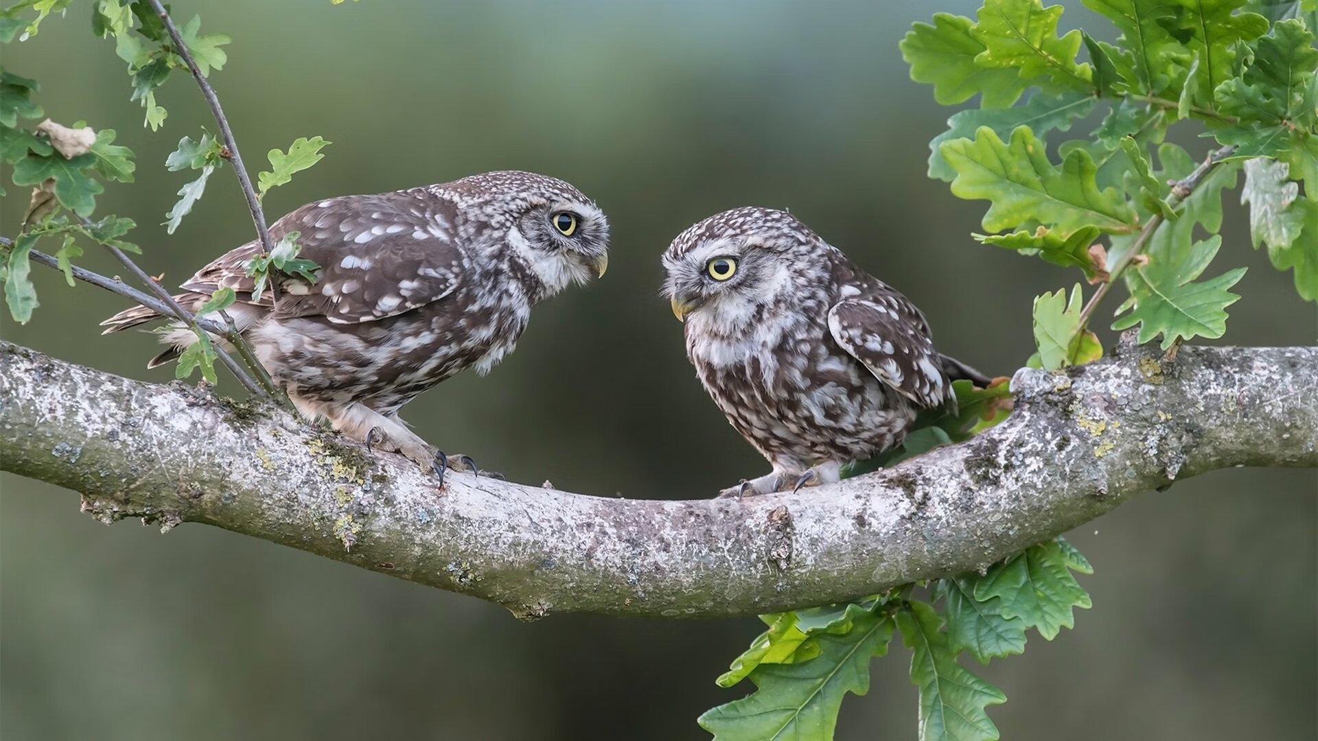 双重奏,英超争冠夜的另一个灵魂
