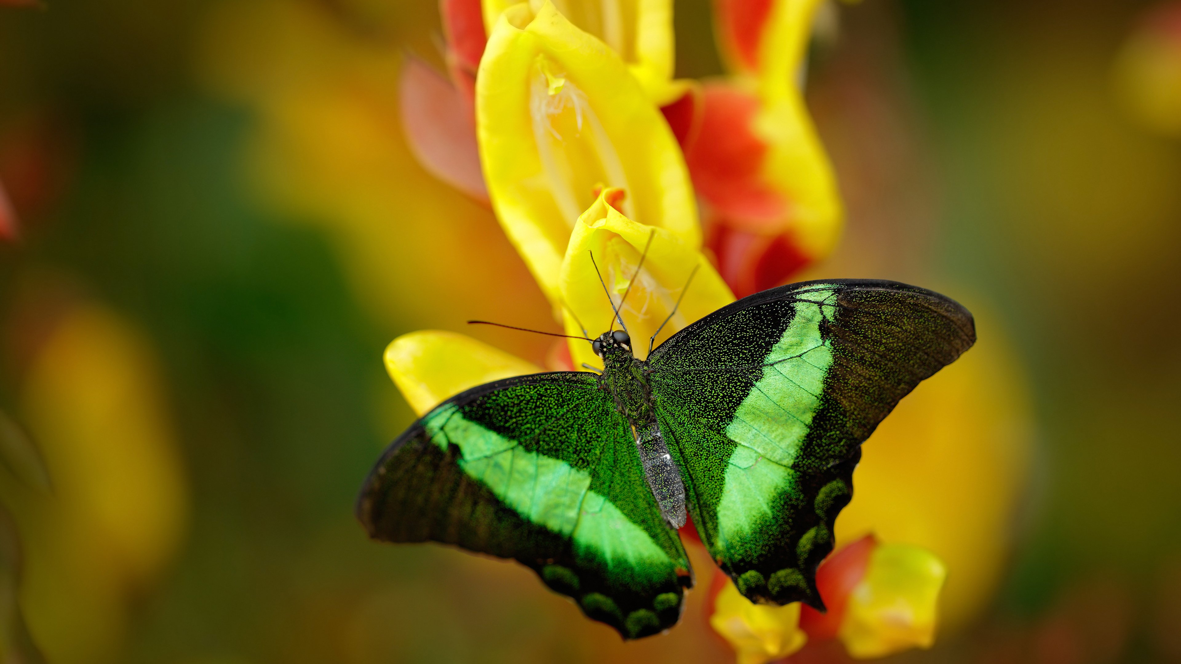范戴克化身关键先生,一锤定音定乾坤,里昂攻防一体完胜威尔士