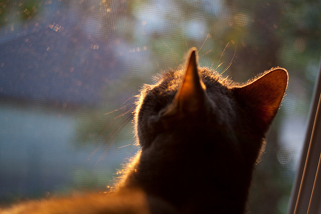 被遗忘的王者,莫兰特铸就铁血防线,骑士绝地翻盘的银灰密钥