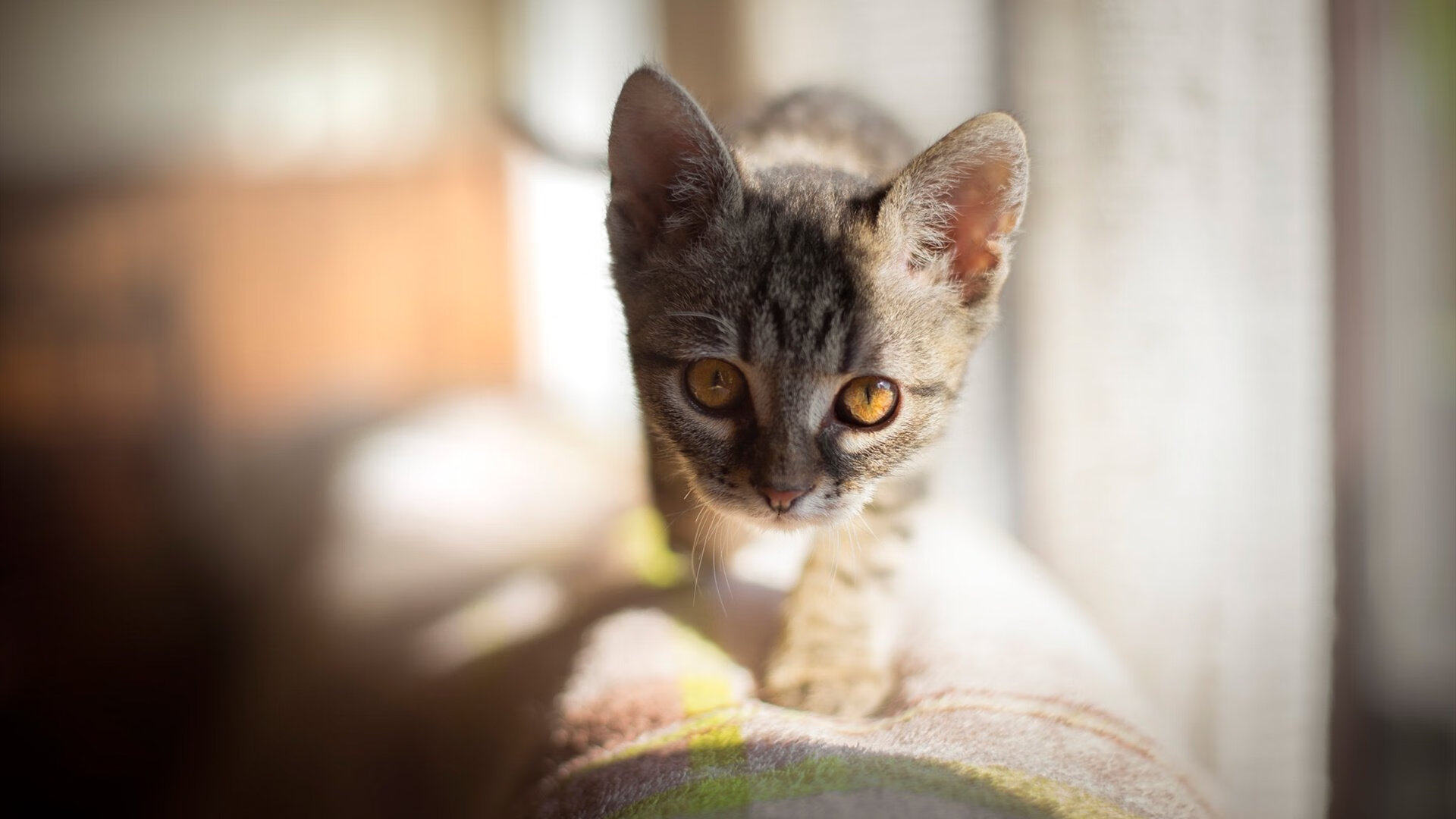 被镜头遗忘的角落，杰伦·格林惊雷劈开步行者