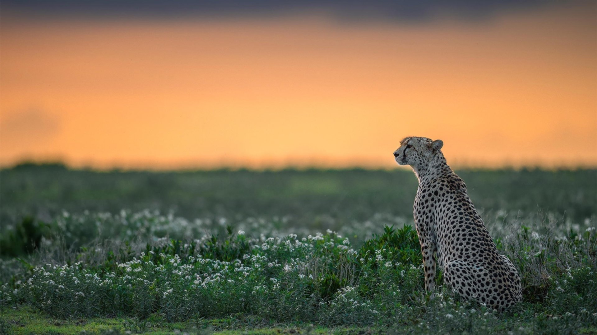爱游戏官网-贝林厄姆的聚光灯，与巴拉圭的无声惊雷，足球的两种存在感