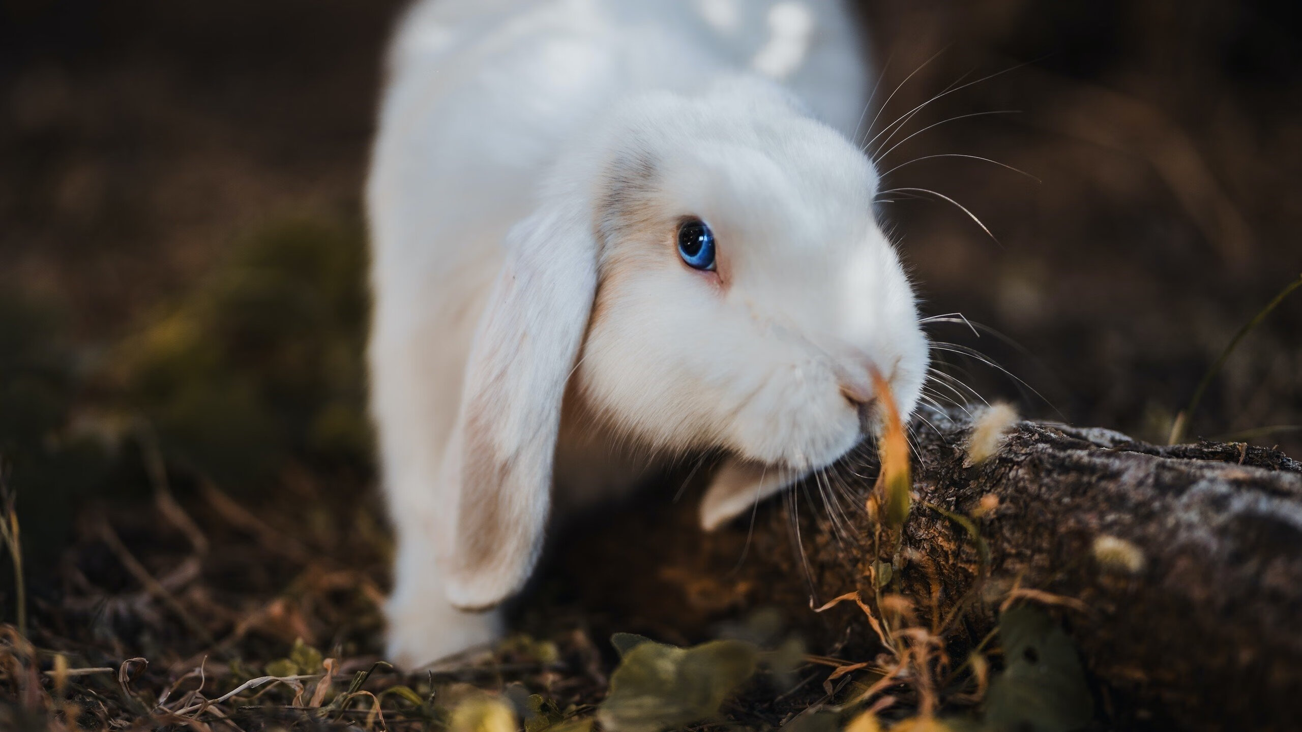 怒涛冲垮防线，快船展现冠军底蕴击溃黄蜂