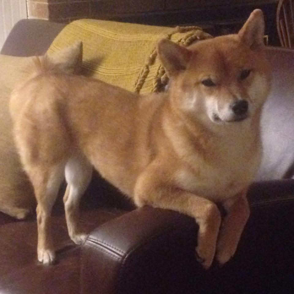 世界排名争夺战焦点战，猛龙用定价权封锁老鹰—当防守成为最锋利的进攻